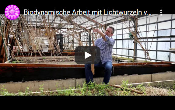 Vorschaubild YouTube Video "Biodynamische Arbeit mit Lichtwurzeln"